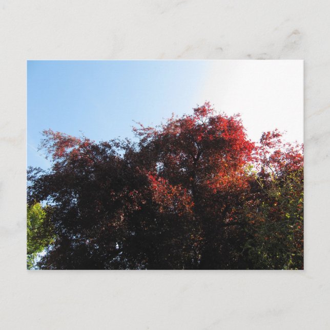 Färg Vykort (Framsida)