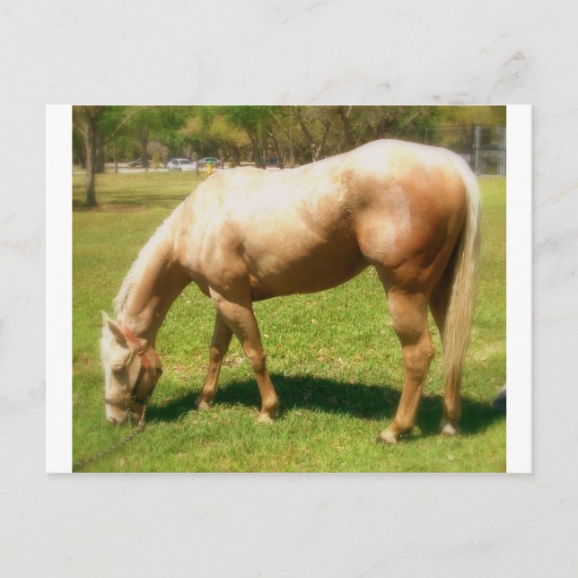 Färg Vykort (Framsida)