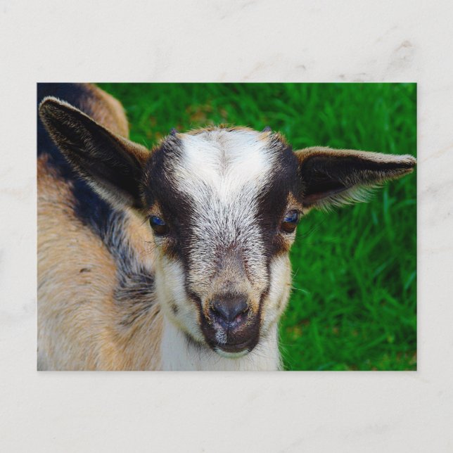 Färg Vykort (Framsida)