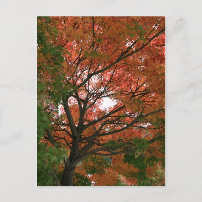 Färg Vykort (Framsida)