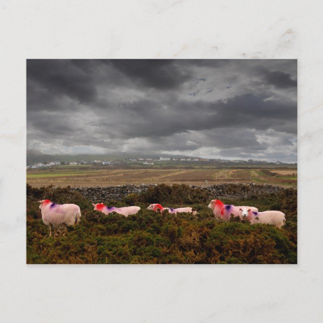 Färga får vykort (Framsida)