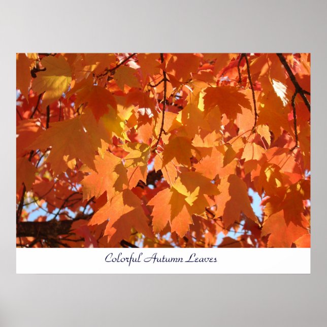 Färga Höst löv-bilder skriver ut Orange Fall Träd Poster (Framsidan)