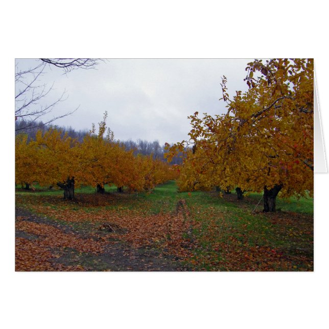 Färgad Apples Orchard Hälsningskort (Framsidan Horizontal)