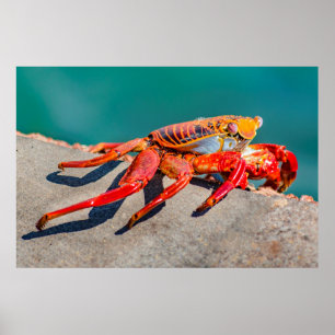 Färgad Crab, Galapagos Island, Ecuador Poster