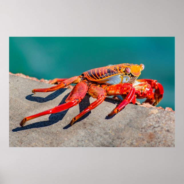 Färgad Crab, Galapagos Island, Ecuador Poster (Framsidan)