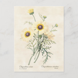 Färgad Daisy Chrysanthemum Vintage Botaniskt Vykort