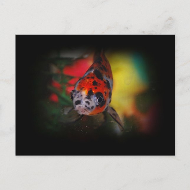 Färgad Goldfish-vykort Vykort (Framsida)