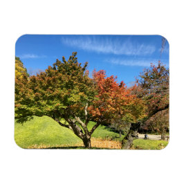 Färgad Maple Träd under hösten Magnet