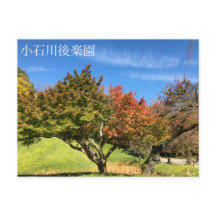 Färgad Maple Träd under hösten