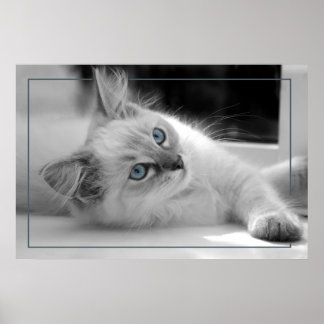 Färgad ögon, ragdollkattunge poster
