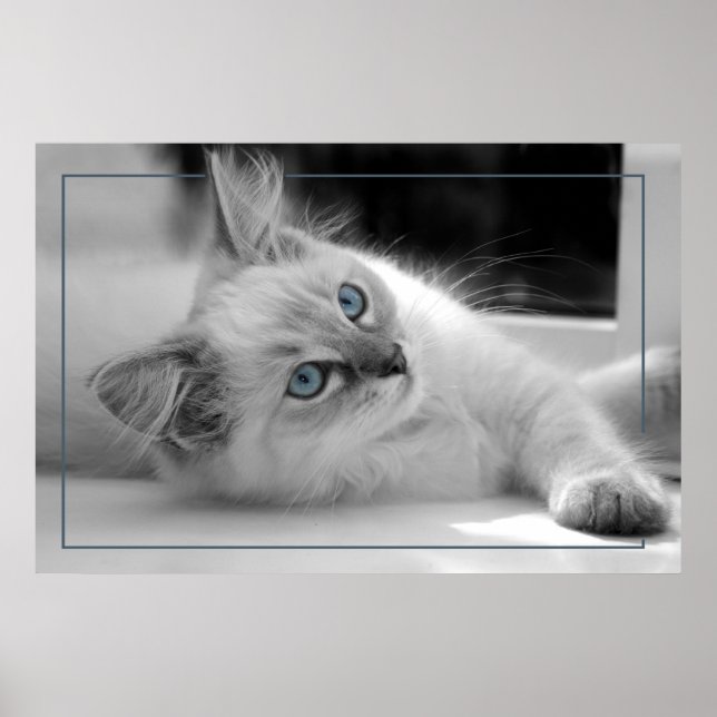 Färgad ögon, ragdollkattunge poster (Framsidan)