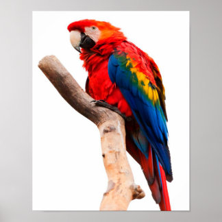 Färgad Parrot Poster