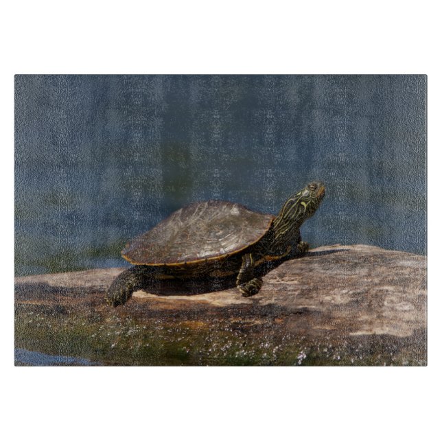 Färgad sköldpadda i en logg (Framsidan)