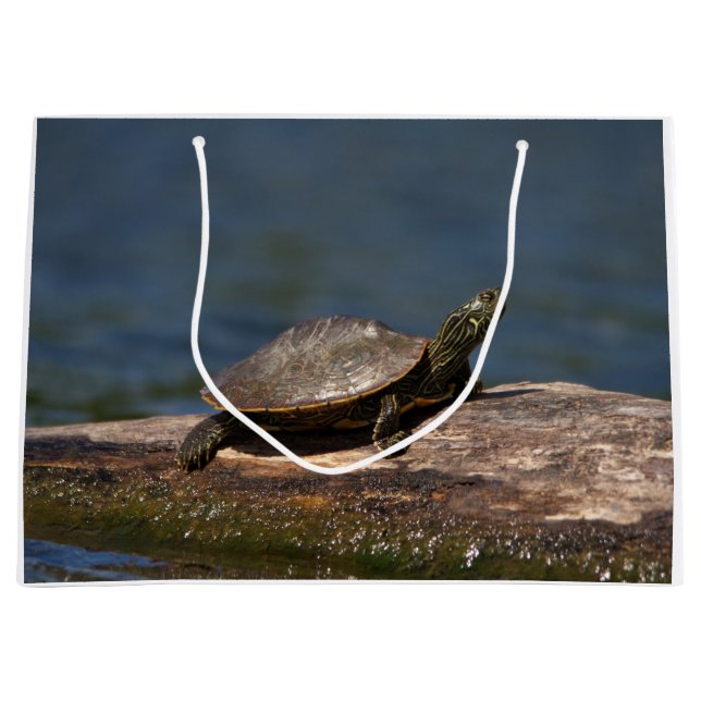 Färgad sköldpadda i en logg (Framsidan)