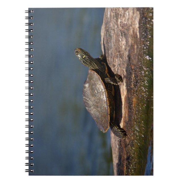 Färgad sköldpadda i en logg anteckningsbok (Framsidan)