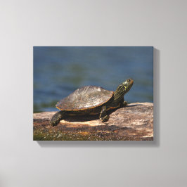 Färgad sköldpadda i en logg canvastryck