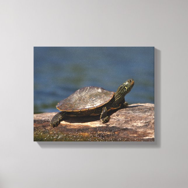 Färgad sköldpadda i en logg canvastryck (Framsida)