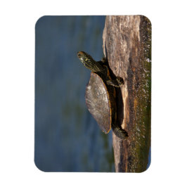 Färgad sköldpadda i en logg magnet