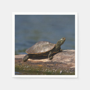Färgad sköldpadda i en logg pappersservett