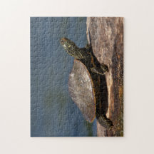 Färgad sköldpadda i en logg