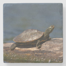 Färgad sköldpadda i en logg stenunderlägg