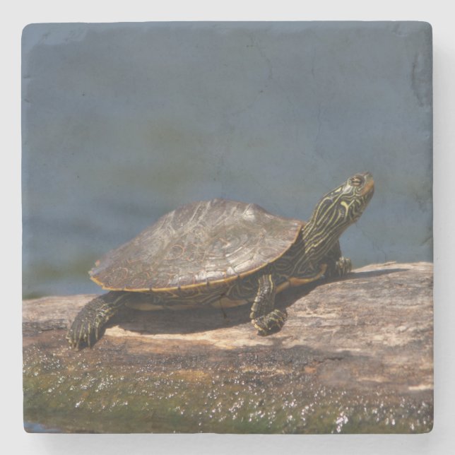 Färgad sköldpadda i en logg stenunderlägg (Framsidan)