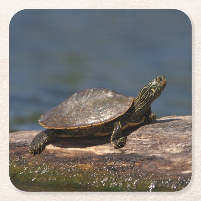 Färgad sköldpadda i en logg underlägg papper kvadrat (Framsidan)