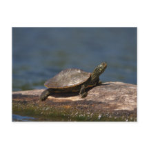 Färgad sköldpadda i en logg