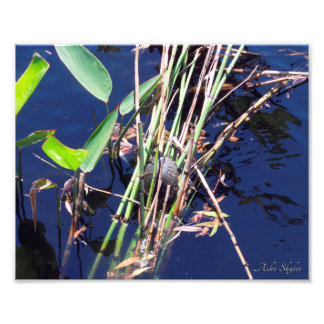 Färgad sköldpadda mellan Reeds Fototryck