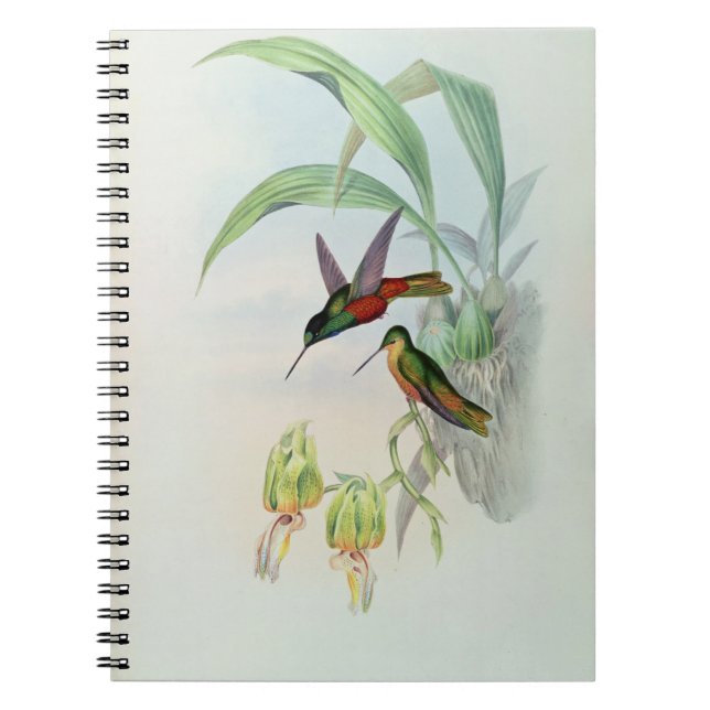 Färgade Bonapartes stjärna beklädde Hummingbird Anteckningsbok Med Spiral (Framsidan)
