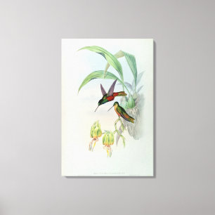 Färgade Bonapartes stjärna beklädde Hummingbird Canvastryck
