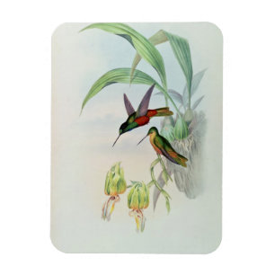 Färgade Bonapartes stjärna beklädde Hummingbird Magnet