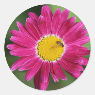 Färgade Daisy med mera Runt Klistermärke