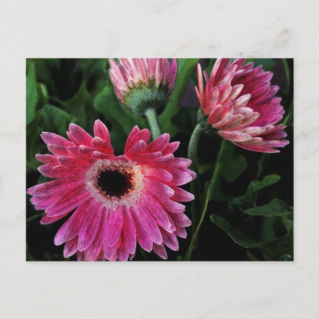Färgade Daisy vykort (Framsida)