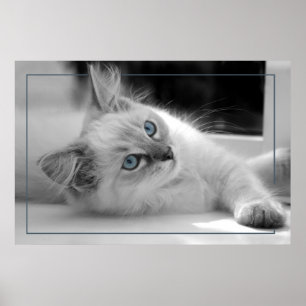 Färgade ögon, ragdollkattungeaffisch poster