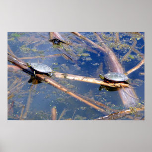 Färgade sköldpaddor (Chrysemys picta) Poster