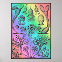 Färgaden vintage Ernst Haeckel Rainbow Poster Skri