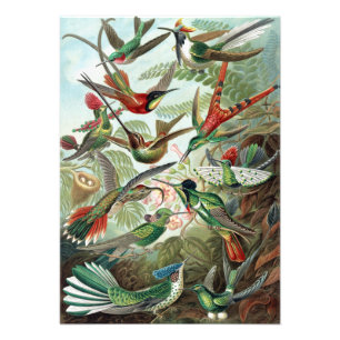 Färgämnen av Ernst Haeckel Poster