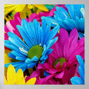 Färgämnen av Shock rosa Teal Blue Gerber Daisys Fl Poster