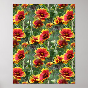 Färgämnen Daisy Flowers Nature Mönster Poster