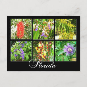 Färgämnen i Florida Vykort