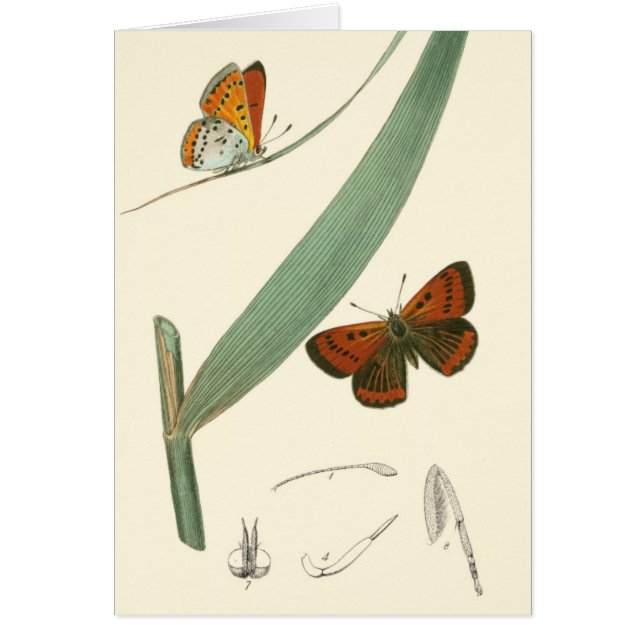 Färgämnen som flödar runt Löv Hälsningskort (Framsidan)