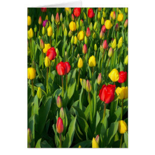 Färgämnen - Tulips II - Lodrät Hälsningskort