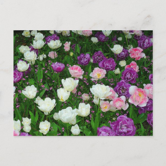 Färgämnen Vykort (Framsida)