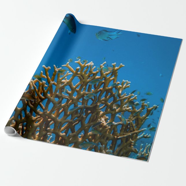 Färgämnesrev Presentpapper (Utrullad)