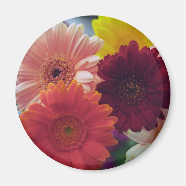 Färgämnet Gerbera Daisy Flower Kylskåp, magnet (Framsidan)