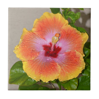 Färgämnet Hibiscus, blommor, keramiskt plattor Kakelplatta