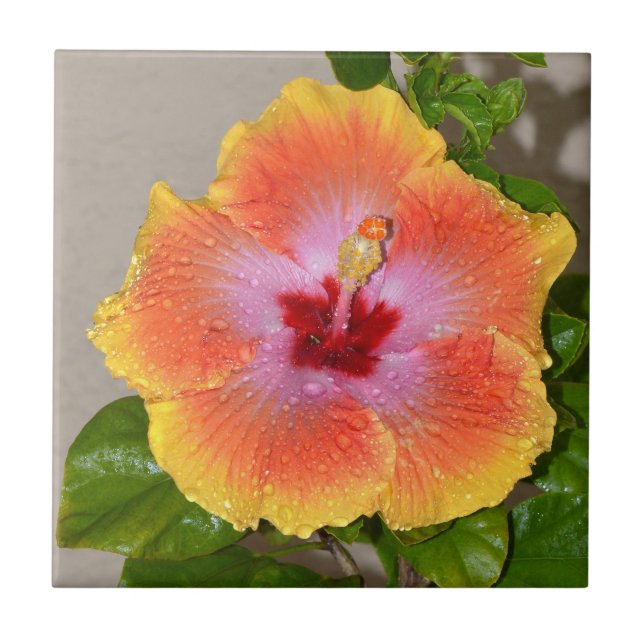Färgämnet Hibiscus, blommor, keramiskt plattor Kakelplatta (Framsidan)