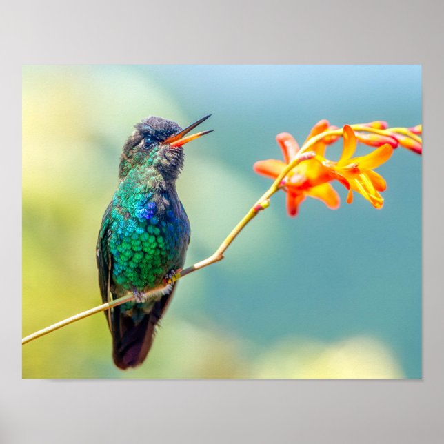 Färgämnet Hummingbird på Orangens Blommar Poster (Framsidan)