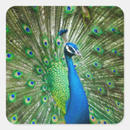 Färgämnet husdjur fyrkantigt klistermärke